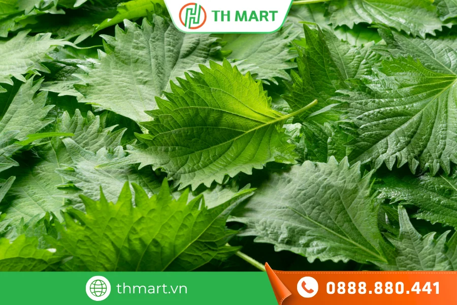 Tắm bằng lá kinh giới là mẹo dân gian chữa tay chân miệng