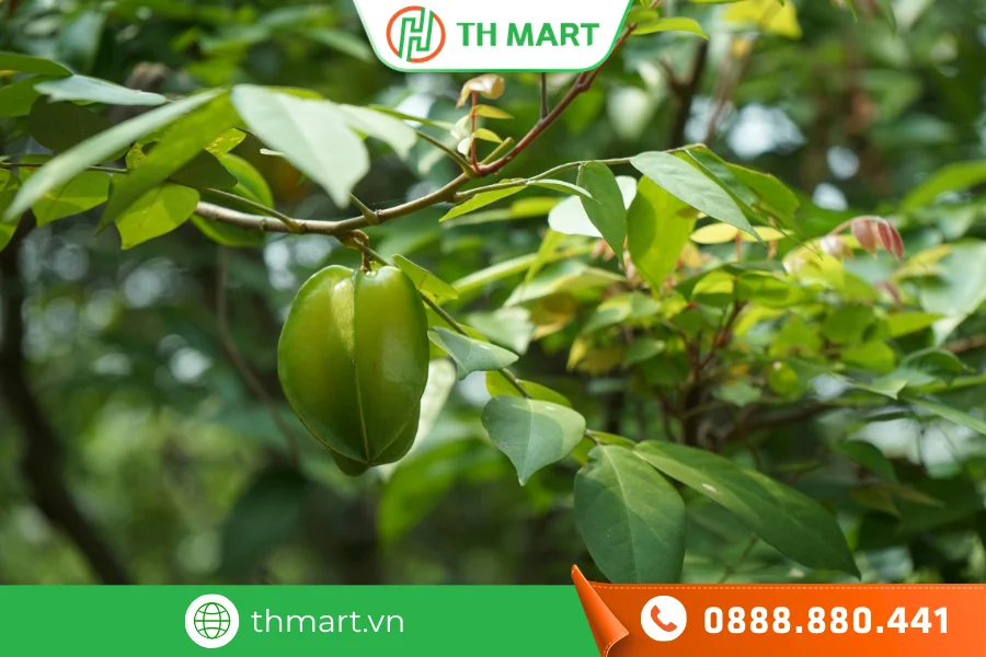 Nấu nước lá khế để tắm cho trẻ bị tay chân miệng