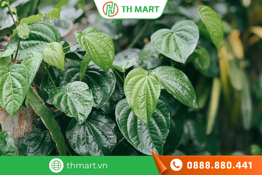 Chưa có bất kỳ bằng chứng khoa học nào chứng minh tắm lá trầu không nhanh hết tay chân miệng