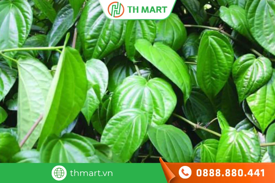 Lá trầu không chứa các hoạt chất như chavicol, eugenol có đặc tính kháng khuẩn tự nhiên